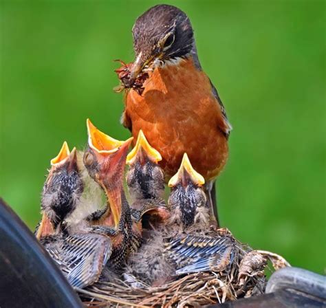 American Robin Nest