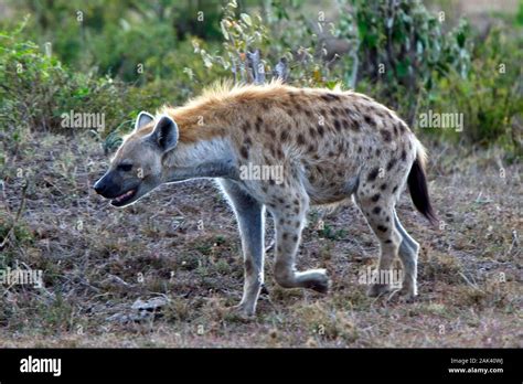 Spotted Hyena Crocuta Crocuta Walking Maasai Mara Kenya Stock