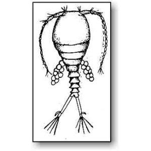 cyclops microbus microscope educational website