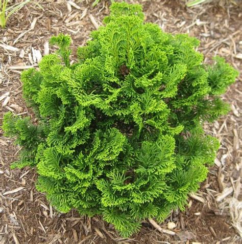 Кипарисовик туполистный (тупой) семена купить недорого