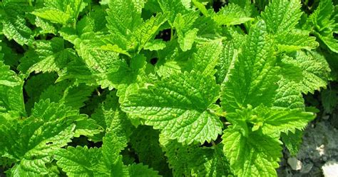 Remedium Roinita Ca Planta Medicinala
