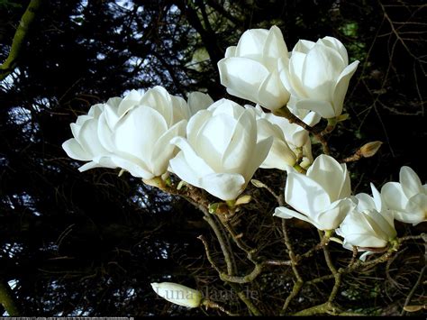 Magnolia Soulangea Lennei Alba Magnolia Soulangeana Lennei Alba
