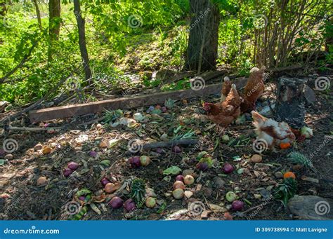 Red Sex Link Chickens Looking In The Compost Pile Stock Photo Image Of Freedom Field