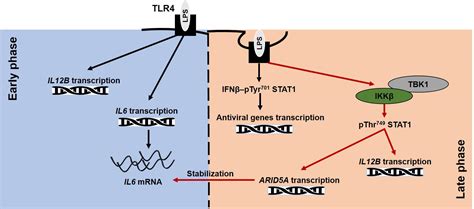 Lps Induced Il And Il P Production Promoted By Noncanonical Stat