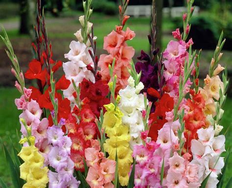 Правильный уход за гладиолусами: как и когда высаживать луковицы в ...