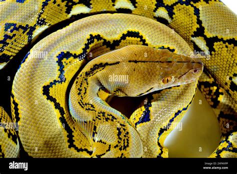 Dwarf Reticulated Python Malayopython Reticulatus Saputrai On White