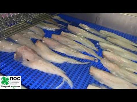 Инъектор для филе красной и белой рыбы. Здесь показано инъектирование ...