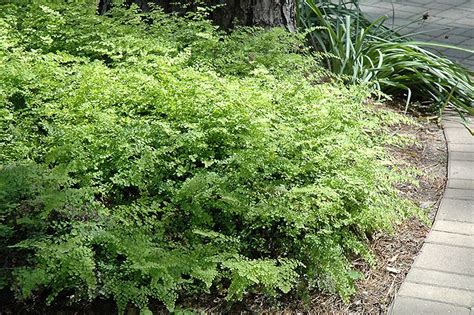 Southern Maidenhair Fern Adiantum Capillus Veneris At Pender Pines