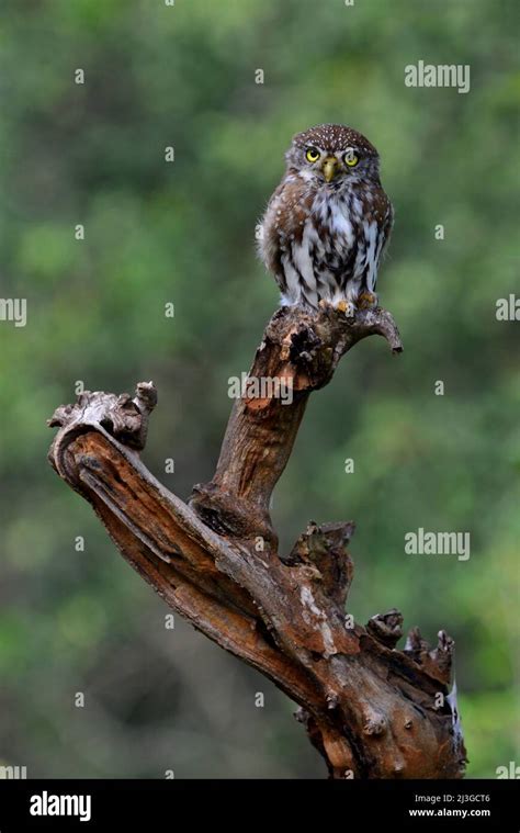 A Pearl Spotted Owlet Glaucidium Perlatum Posing On A Branch Stock