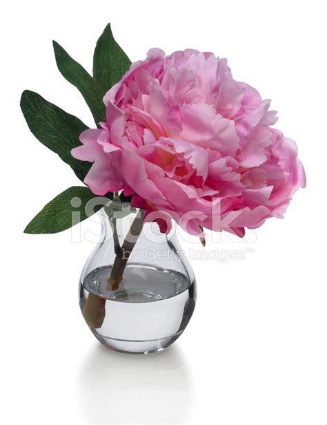 Single Pink Peony In Vase On White Background Stock Photo Royalty