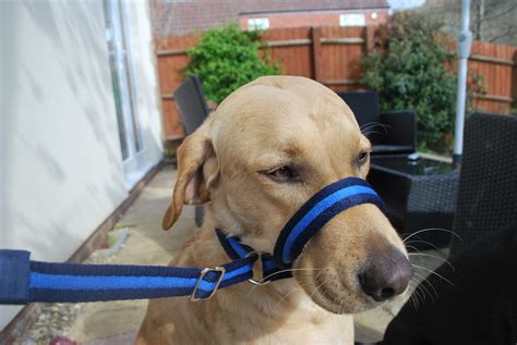 How To Put Nose Lead On Dog at Mark Cox blog