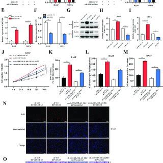 Circcdkn Bas Promotes Rasf Proliferation Migration And Invasion