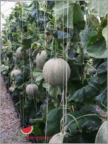 Tips for Growing Melon in New York | Beginner's Guide - [Updated January 2024 ]