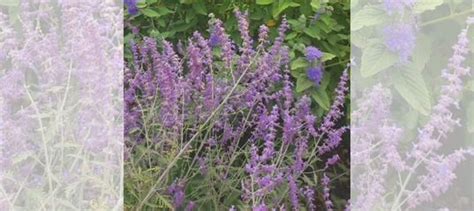 Перовския или Русский шалфей купить в Ростове-на-Дону | Товары для дома ...