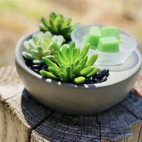 Little Garden Warmer Little Garden Faux Succulents Scentsy