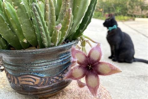 Success With Stapeliads Carrion Flowers Debra Lee Baldwin