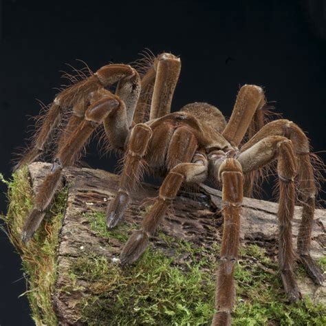 Goliath Bird-Eating Spider (Theraphosa Blondi) | about animals