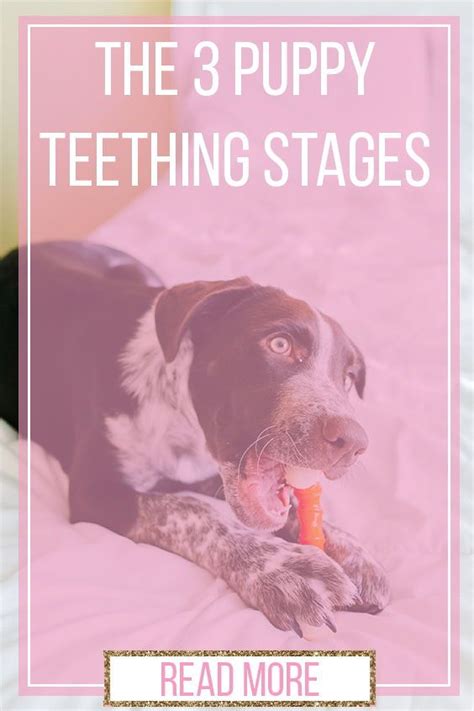 Puppy Teething Stages In 2023 Puppy Teething Teething Stages Puppy