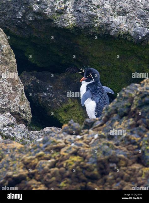 eastern rockhopper penguin  res stock photography  images alamy