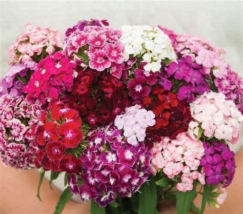 Купить Гвоздика турецкая Пиноккио, смесь Цена, фото, описание, отзывы ...