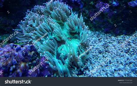 65,836 Elegance Coral Images, Stock Photos & Vectors | Shutterstock