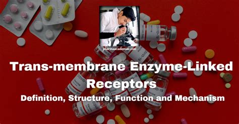 Trans Membrane Enzyme Linked Receptors Definition Structure Function