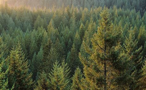 Тайга 🌟 Описание, расположение, особенности, фото и видео - «Как и Почему»