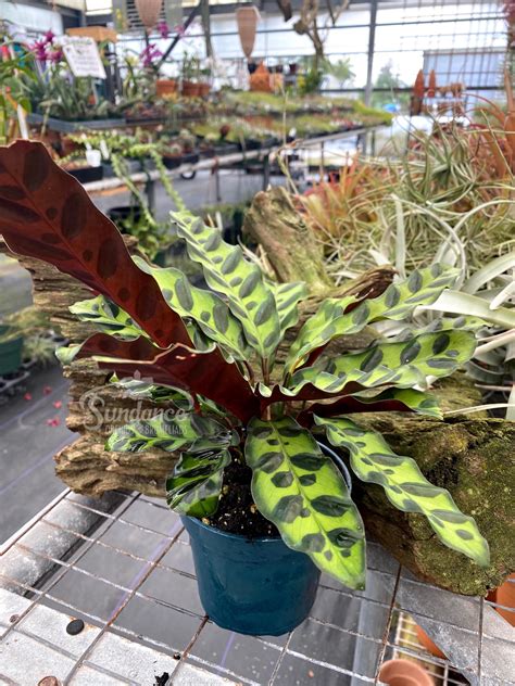 Calathea Lancifolia 1 - Sundance Orchids