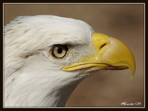 Fond d écran la nature fermer faune oiseau de proie aigle Aigle