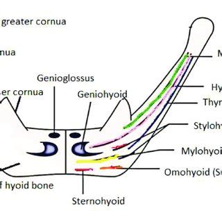 PDF Morphometric Determination Of Sex Of Hyoid Bone