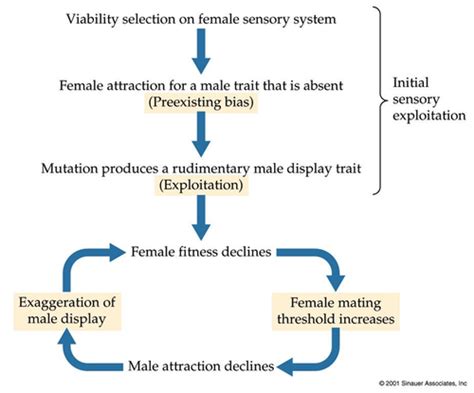 The Evolution Of Reproductive Behaviour Flashcards Quizlet