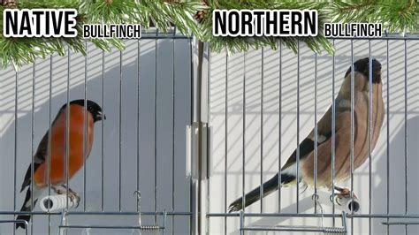 Native Vs Northern Siberian Bullfinch Youtube