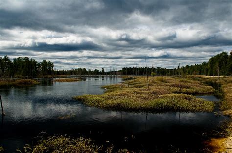 Pine Barrens Photograph By Louis Dallara Fine Art America