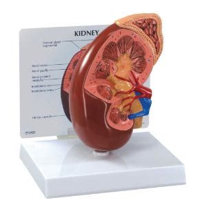 Gpi Anatomicals Basic Kidney Model Vwr