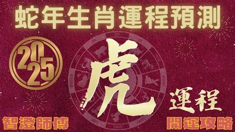 2025年 乙巳年 生肖運勢 蛇年十二生肖運程 —【肖虎】 概括運程四季不同時段出生 屬虎運程 開運攻略 生肖運程 分析