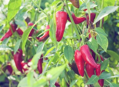 Piment D Espelette Culture Et R Colte Utilisation