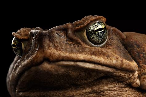 Are Southern Toads Poisonous To Dogs