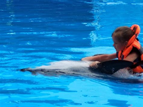 Общение ребёнка с дельфином | Многодетный папа в декрете | Дзен