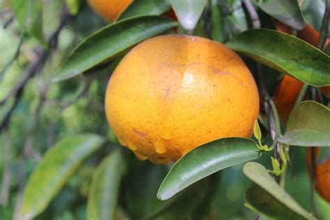 images tree nature branch fruit leaf flower food green