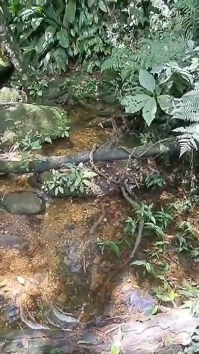 Onde Nasce O Rio Pinheiros - Nascente do Rio Pinheiros em Paranapiacaba #natureza #ecologia # ...