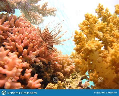 Lion Fish In The Red Sea In Clear Blue Water Hunting For Food Stock