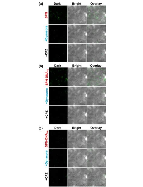 Figure S7. Confocal laser scanning microscopy (CLSM) analysis showed ...