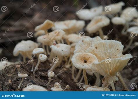Mushroomwhite Wild Mushrooms On The Timber Stock Image Image Of