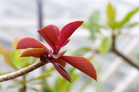 Euphorbia Grantii Synadenium Grantii Stock Image Image Of