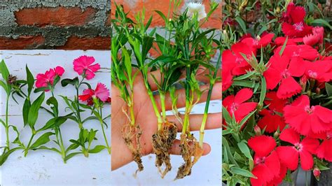 How To Grow Dianthus Plant Dianthus Propagation From Cuttings