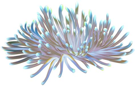 Coral Transparent PNG Clip Art Image | Clip art, Coral, Plant drawing