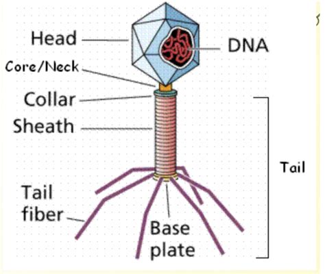 Diagram of Bacteriophage | Quizlet
