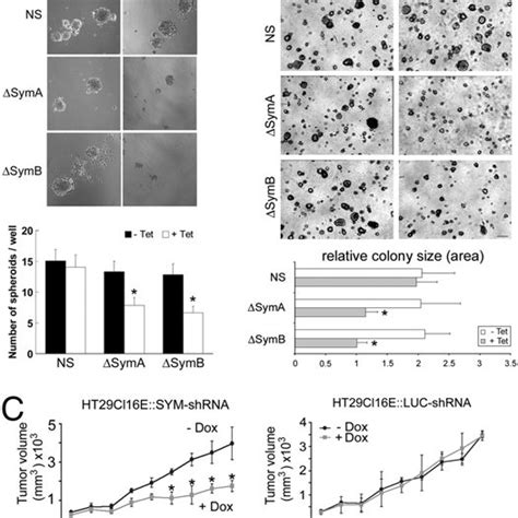 Symplekin Down Regulation Modifies The Pattern Of Claudin Expression In