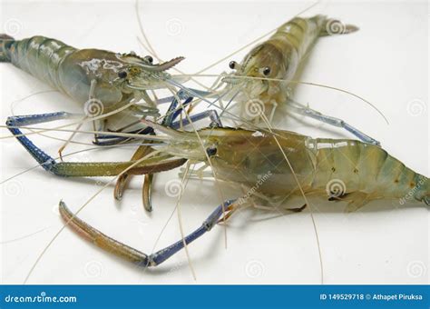 Three Giant Freshwater Prawns Close Up Stock Photo Image Of