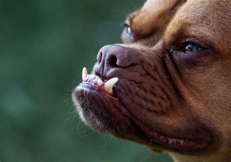 Does An Underbite Affect A Dog